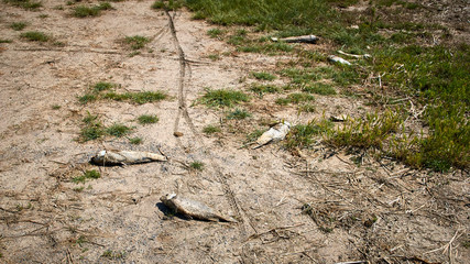 Dead fish bodies on spanish countryside meadow rice plantation. Dry lake. Catalan Costa Brava, Girona. Les Basses d'en Coll. Rice muddy agriculture dead fauna. Death, contamination, Global warming.