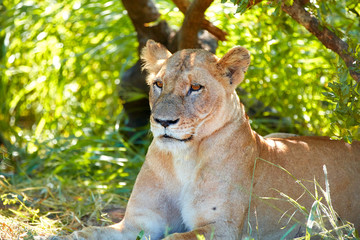 Portrait of female lion