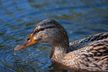 Stockentenweibchen tropft Wasser vom Schnabel und Federkleid