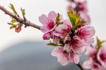 Almond blossoms on a tree
