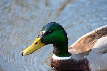 Stockentenerpel posiert im Sonnenschein für Weibchen