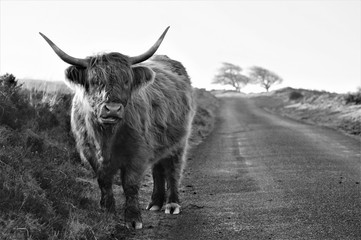 Hardy Highland cow on Exmoor, Somerset