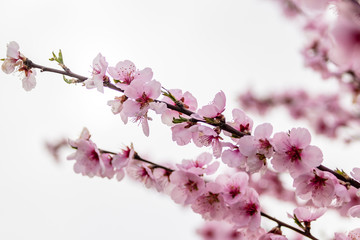 Almond blossoms on a tree