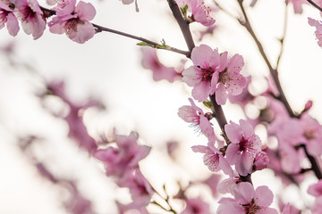 Fototapeta na wymiar Almond blossoms on a tree