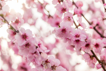 Almond blossoms on a tree