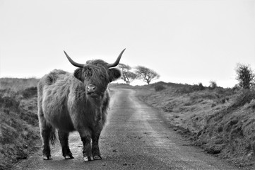 Hardy Highland cow on Exmoor, Somerset