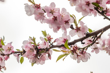 Almond blossoms on a tree