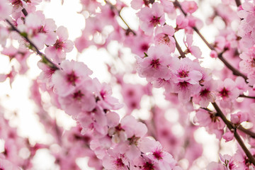 Almond blossoms on a tree