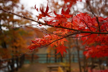 red autumn leaves