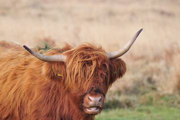 Hardy Highland cow on Exmoor, Somerset