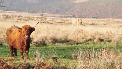 Hardy Highland cow on Exmoor, Somerset