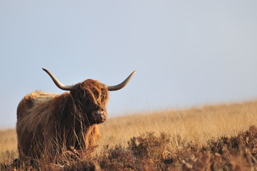 Hardy Highland vache sur Exmoor, Somerset