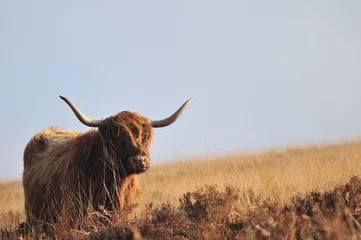 Papier Peint photo Lavable Highlander écossais Hardy Highland vache sur Exmoor, Somerset
