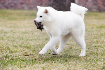 white akita inu dog on the lawn