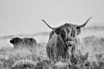 Foto auf Acrylglas Schottischer Hochländer Hardy Highland Kuh auf Exmoor, Somerset