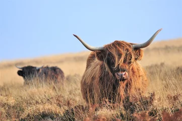 Cercles muraux Highlander écossais Hardy Highland vache sur Exmoor, Somerset