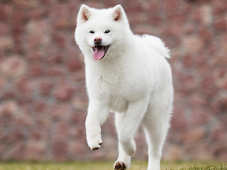 Naklejka premium Akita Inu dog runs on the lawn