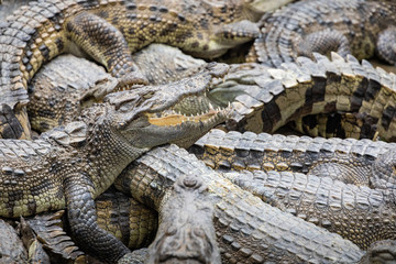 Portrait of many crocodiles at the farm in Vietnam, Asia.
