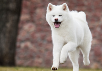 Obraz premium Akita Inu dog runs on the lawn