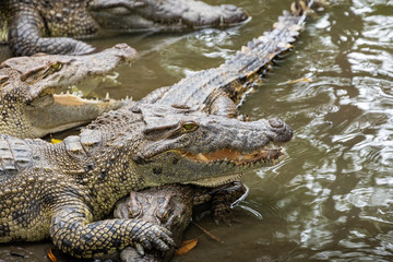 Portrait of many crocodiles at the farm in Vietnam, Asia.