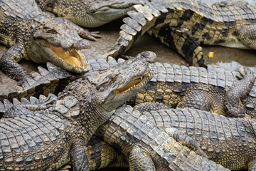 Portrait of many crocodiles at the farm in Vietnam, Asia.