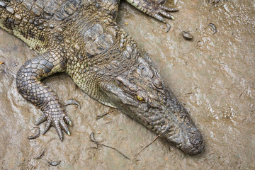 Portrait of many crocodiles at the farm in Vietnam, Asia.