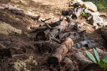 Wood Pile in the Forest