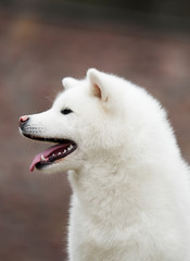 Fototapeta premium portrait white dog akita inu