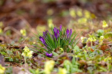 Frühlingsboten im Winter