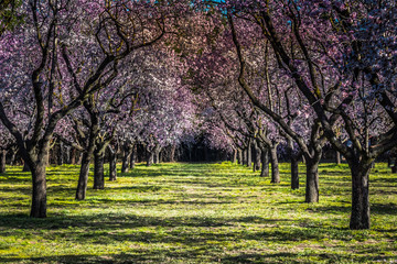 Campo de almendros en flor