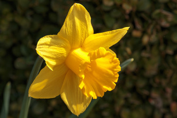 Closeup yellow daffodil landscape with organic background
