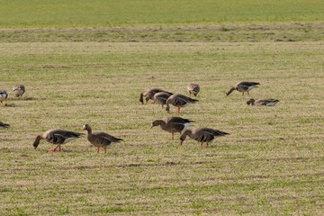 White Fronted Geese feeding and resting in a green grass field.
