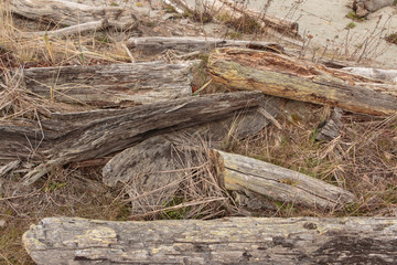 Dramatic exposed grain driftwood patterns and texture with brown beach grass foreground