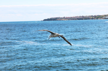 Fototapeta na wymiar A seagull is flying over the seascape. There are many seagulls living on the sea.