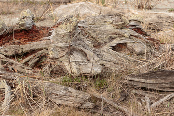Dramatic exposed grain driftwood patterns and texture with brown beach grass foreground