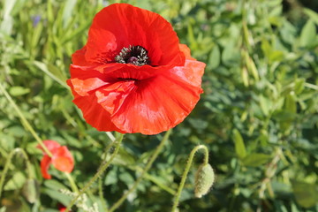  red poppy flower is a wonderful garden flower