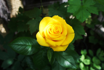 rose golden. Yellow roses in the garden is ready for Valentine's Day. Yellow rose in the garden.