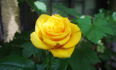rose golden. Yellow roses in the garden is ready for Valentine's Day. Yellow rose in the garden.