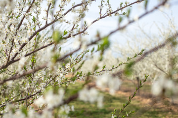 blossoming trees