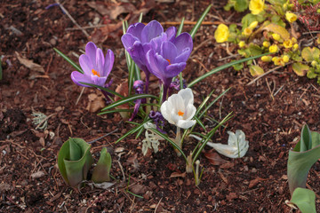 Lavandar and white Crocus
