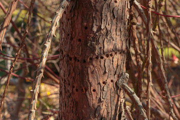 Closeup Sapsucker holes on trunk of Weeping Sequoia
