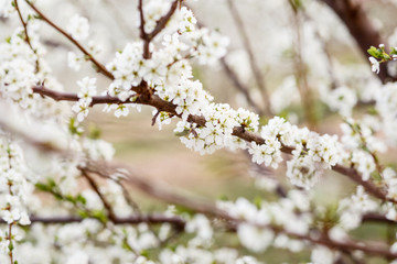 cherry blossoms