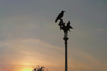 Fototapeta na wymiar Bird on the top of the Kinnaree electric pole At sunset in Thailand