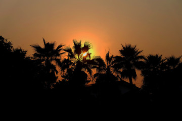 Fototapeta na wymiar Sunset over the top of a palm tree