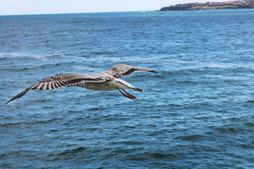 A seagull is flying over the seascape. There are many seagulls living on the sea.