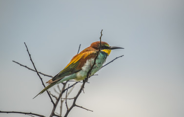 Beautiful green bee-eater perched on a tree with no leaves during an African Safari