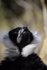 Obraz premium Close up Gibbon look at the top