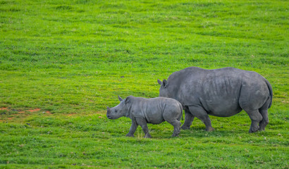 Male bull Cute White Rhino or Rhinoceros in a game reserve in So