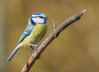 Close-up side view of a Blue Tit bird (Cyanistes caeruleus) perched on a twig in springtime