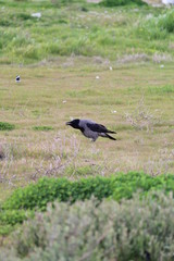 Birds from Izmir, Turkey